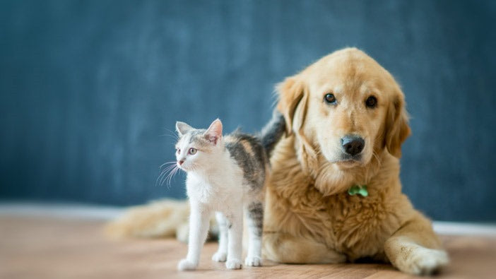 Pet Collections